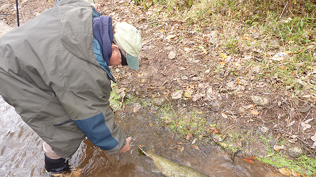 Steve - Where was that fish hooked.JPG